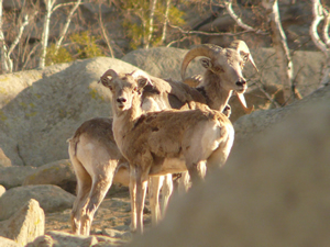 Argali